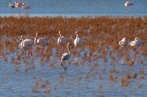 Gediz Deltası Tehdit Altında