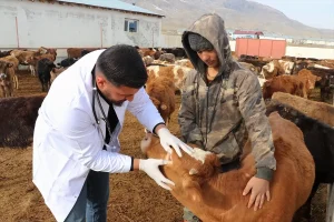 Genç Veterinerden Modern Hayvancılık