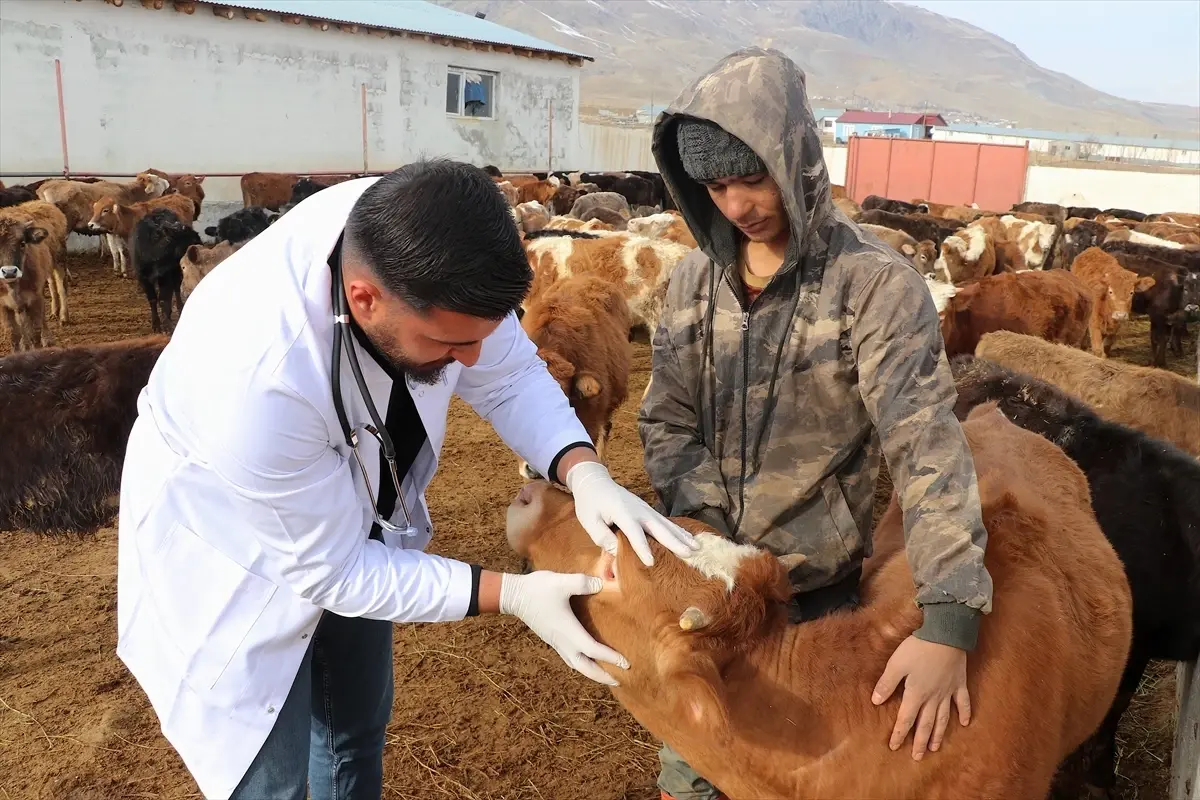 Genç Veterinerden Modern Hayvancılık