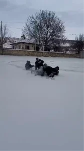 Gençler Karla Eğlendi