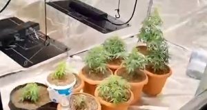 Geyve’de sera operasyonu: Hint keneviri yetiştiren 2 şüpheli yakalandı