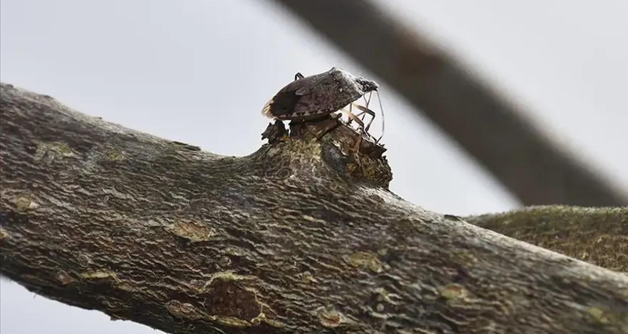 Giresun’da kahverengi kokarcayla mücadele dört koldan devam ediyor