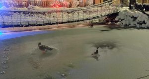 Göl soğuktan dondu, ördekler yürüyüşe geçti