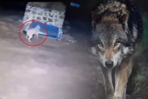 Görüntü gece yarısı çekildi: Kurdu gören Sivas kangalının yaptıkları olay oldu