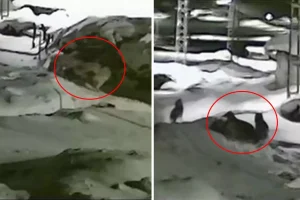 Görüntü Türkiye’nin bir ucundan: Sahibi köpeğin yakarışlarını duymayınca acı son kaçınılmaz oldu