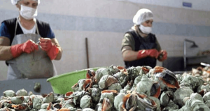 Görüntüsü mide bulandırıyor getirisi cep dolduruyor: Karadeniz’de milyonluk servet