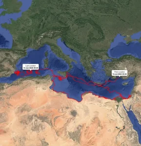 Gümüş’ün Sıra Dışı Göç Rotası