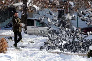 Güvercinlere Can Sıkan Adam