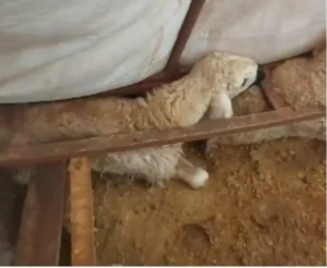 Hafik’te Kar Yağışı Hayvanları Vurdu