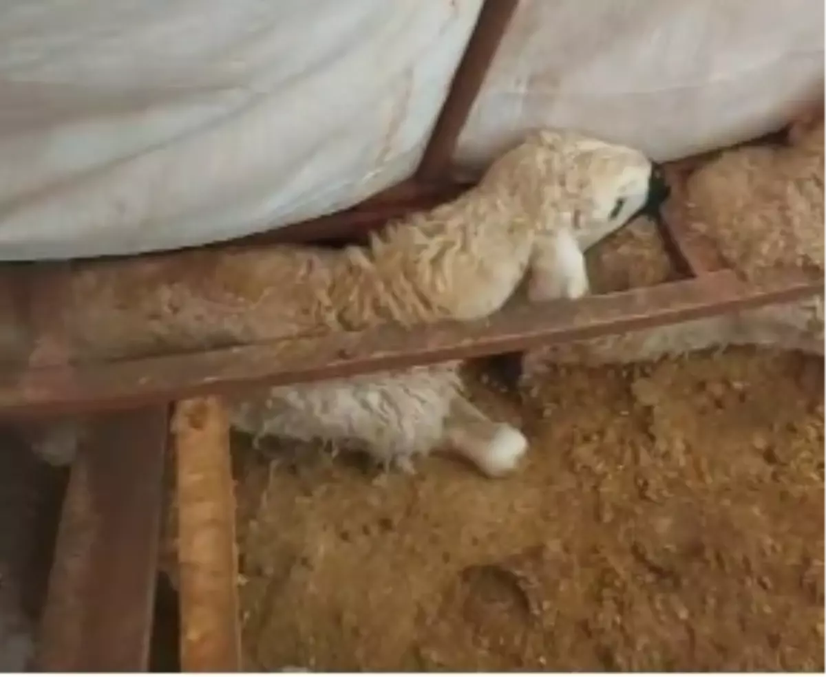 Hafik’te Kar Yağışı Hayvanları Vurdu