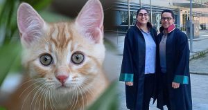 Hastanede serum takılırken kafasına kedi düştü: Tazminat aldı