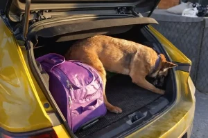 Havza’da Uyuşturucu Operasyonu