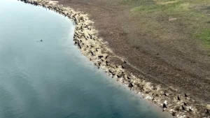 Hayrabolu Göleti’nde Balık Ölümleri
