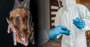 Hindistan’da ölümcül Nipah virüsü alarmı!