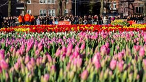 Hollanda’da lale mevsimi ‘Ulusal Lale Günü’ ile karşılandı