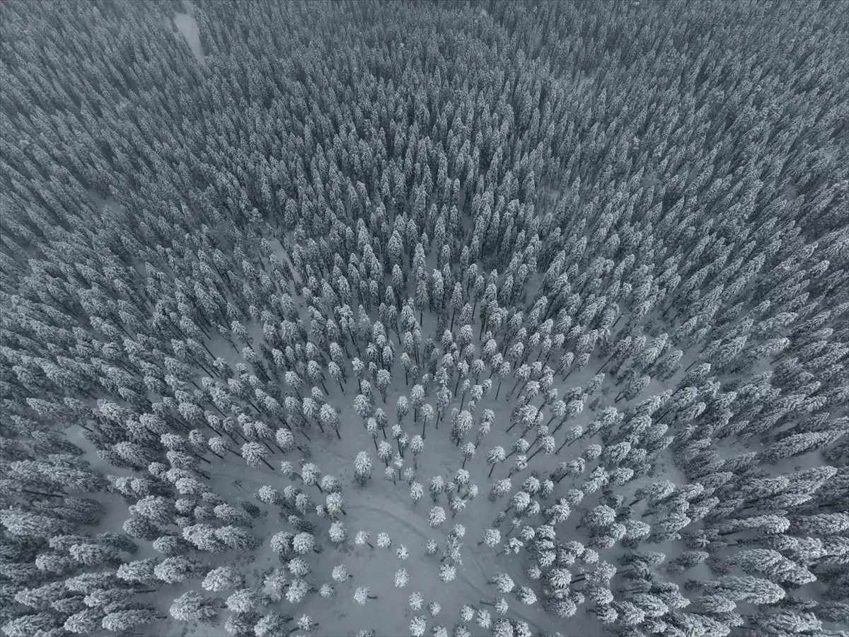 Ilgaz Dağı beyaza büründü