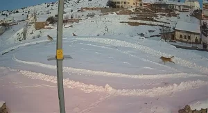 İmranlı’da Vaşak ve Kurt İkilemi