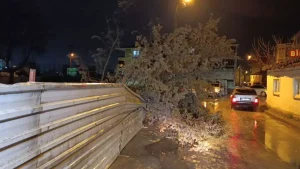 İnegöl’de Ağaç Devrildi