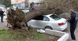 İstanbul’da lodos ağaçları devirdi: ‘1 saniyeyle kurtuldum’