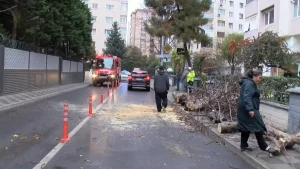 Kadıköy’de Ağaç Devrildi, Araç Hasar Gördü