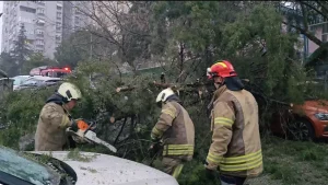 Kadıköy’de Ağaç Otomobilin Üzerine Devrildi