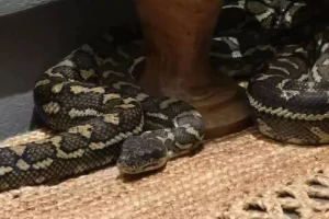 Kadın Yılanla Uyanınca Şok Geçirdi