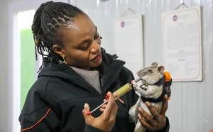 Kahraman Fareler Projesi Antalya’da Başladı