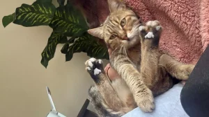 Kamyonetle Kedi Ezip Kaçan Sürücü Gözaltına Alındı