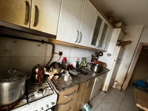 Kandıra’da 55 Hayvan Kurtarıldı