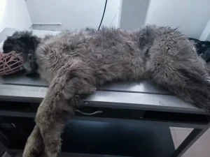 Karabaş Yeniden Yürümeye Başladı