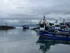 Karadeniz’de Hamsi Avı Azaldı