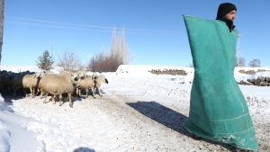 Karslı besici, devlet destekli proje ile koyun sürüsünü 6 kat büyüttü