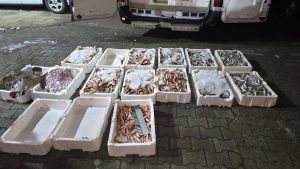 Kastamonu’da kaçak avlanan 1,5 ton balığa el konuldu