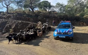 Kayıp 55 Hayvan Jandarma ile Bulundu