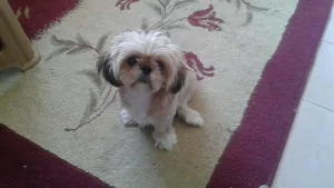 Kayıp Eşin Ardından Fıstık ile Hayata Tutundu