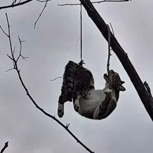 Kedi Ağaçta Asılı Bulundu