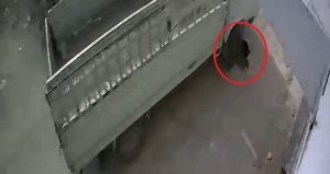 Kediyi ezip kaçan sürücüye verilen ceza alkış topladı! Bir ay boyunca barınakta çalışacak