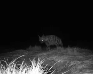 Kırıkhan’da Nesli Tükenme Tehlikesi Altında Canlılar Kaydedildi