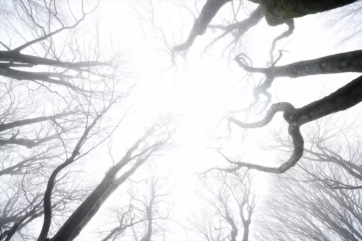 Kırklareli’nde Sis Hayatı Olumsuz Etkiliyor