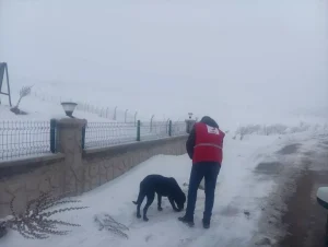 Kızılay’dan Sahipsiz Hayvanlara Yardım