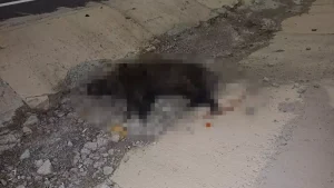 Konya’da Domuza Çarparak Kaza Yapan Sürücü Hayatını Kaybetti