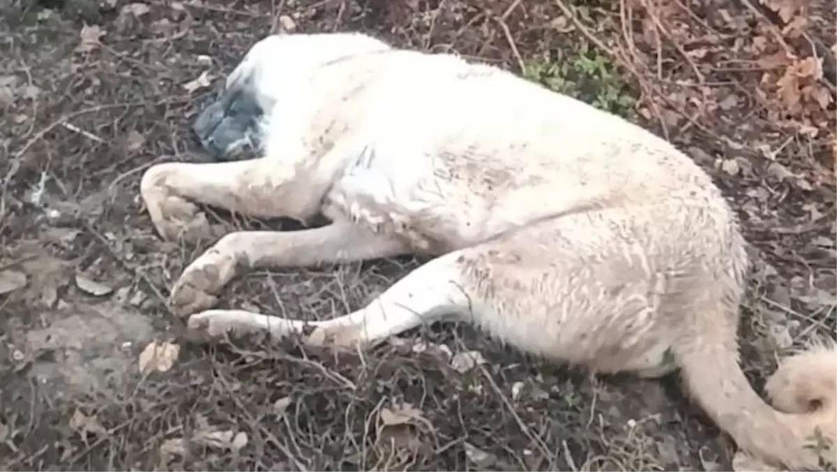 Köpeğe Tüfekle Ateş Açıldı