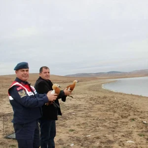 Koruma Altındaki 2 Angut Avına Ceza