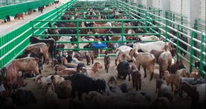 Küçükbaşta büyük kriz! Yumurta ve et cep yakıyor