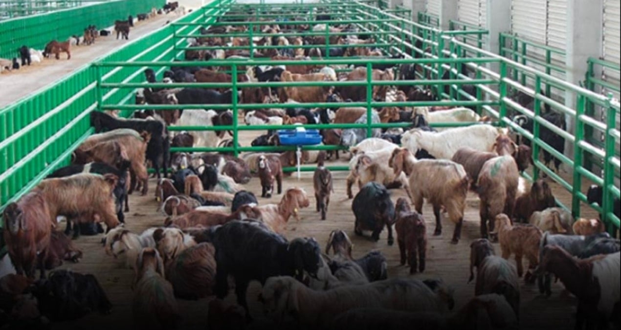 Küçükbaşta büyük kriz! Yumurta ve et cep yakıyor