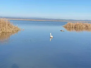 Kuğu Doğaya Salındı