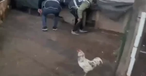 Kümeste Yakalanan Zanlı