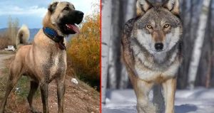 Kurt ile kangal çiftleşti, ortaya acayip bir tür çıktı