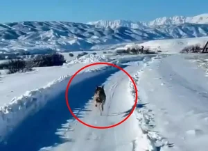 Kurt, UMKE Ambulansının Önünde Koştu