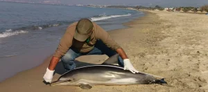 Kuşadası’nda Ölü Tırtak Yunusu Bulundu